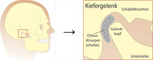 Der Kiefer Der Kiefer